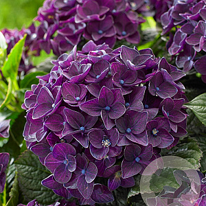 Hydrangea m. M. C. D. Purple Dance GM 2,0L