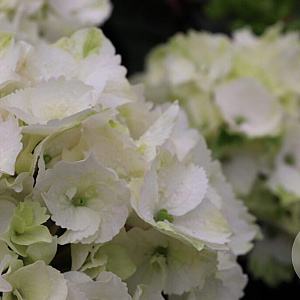 Hydrangea m. 'Neuf' GM 2,0L