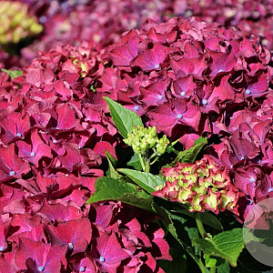 Hydrangea m. 'Red Beauty' GM 2,0L