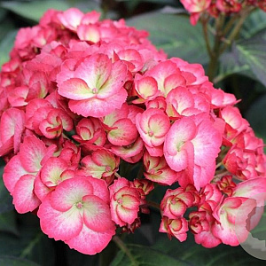 Hydrangea m. 'Ripple' GM 2,0L