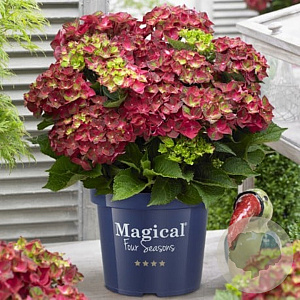Hydrangea m. 'Ruby Tuesday' GM 2,0L