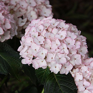 Hydrangea m. 'Sabrina' GM 2,0L