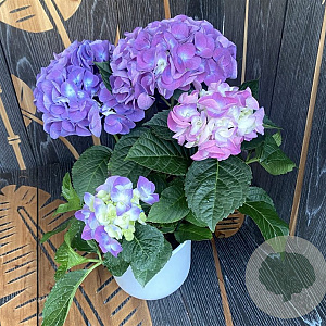 Hydrangea m. 'Superbowl' GM 2,0L