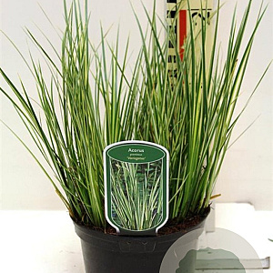 Acorus gramineus 'Aureovariegatus' 15-20 cm 2,0L