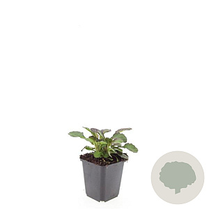 Ajuga reptans 'Catlin's Giant' GM P9