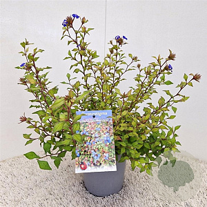 Ceratostigma willm. Forest Blue 35-40 cm 2,5L