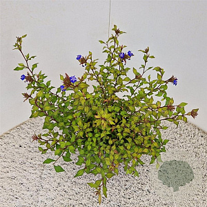 Ceratostigma willm. Forest Blue 35-40 cm 2,5L