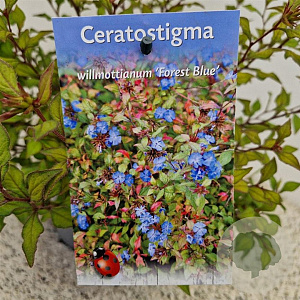 Ceratostigma willm. Forest Blue 35-40 cm 2,5L