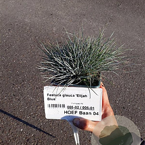 Festuca glauca 'Elijah Blue' plantgoed P9
