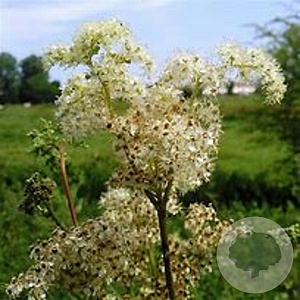 Filipendula ulmaria GM 2,0L