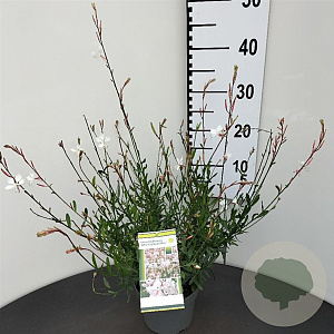 Gaura l. 'Whirling Butterflies' GM P9