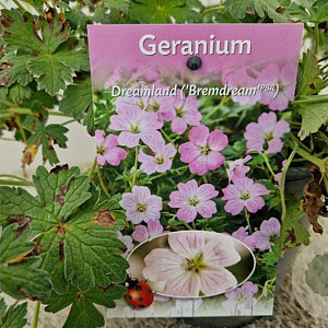 Geranium Dreamland 30-40 cm 2,5L