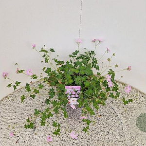 Geranium Dreamland 30-40 cm 2,5L