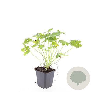 Geranium macr. 'Czakor' GM P9