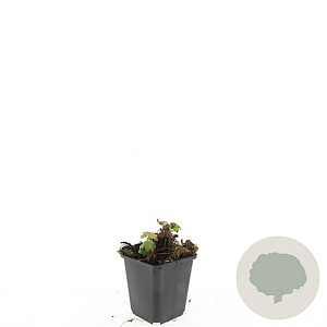 Geranium macr. 'Czakor' GM P9