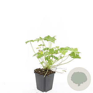 Geranium macr. 'Czakor' GM P9
