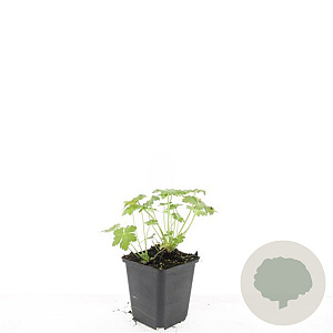 Geranium macr. 'Czakor' GM P9