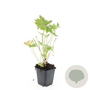 Geranium macr. 'Ingwersen's Var.' GM P9