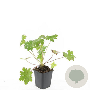 Geranium macr. 'Ingwersen's Var.' GM P9