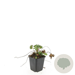 Geranium macr. 'Ingwersen's Var.' GM P9