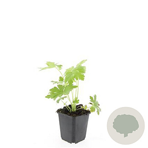 Geranium macr. 'Ingwersen's Var.' GM P9