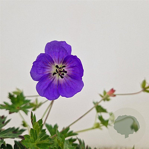 Geranium Rozanne 25-30 cm 2,5L