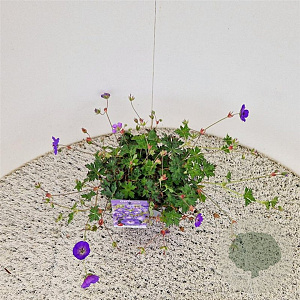 Geranium Rozanne 25-30 cm 2,5L