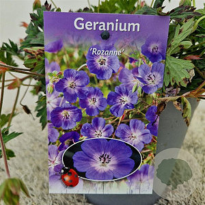 Geranium Rozanne 25-30 cm 2,5L