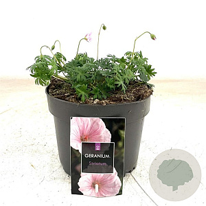 Geranium sanguineum striatum GM 2,0L