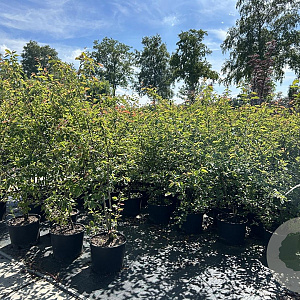 Amelanchier lamarckii 125-150 cm 20L