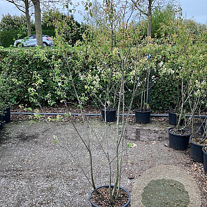 Amelanchier lamarckii 150-175 cm 20L