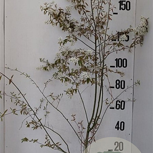 Amelanchier lamarckii 175-200 cm 20L