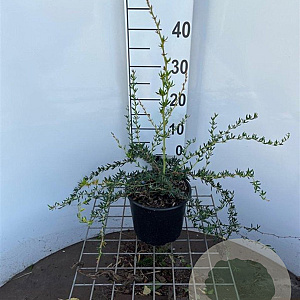 Berberis stenophylla 30-40 cm 3,0L