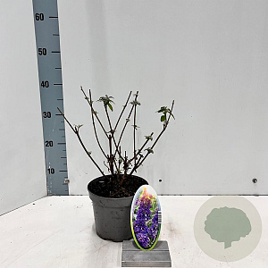 Buddleja d. 'Empire Blue' 30-40 cm 2,0L