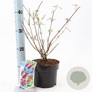 Buddleja d. 'Royal Red' 30-40 cm 2,0L