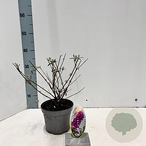 Buddleja d. 'Royal Red' 30-40 cm 2,0L