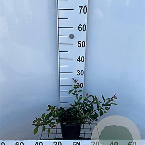 Chaenomeles sup. 'Nicoline' 25-30 cm 2,5L