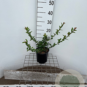 Chaenomeles sup. 'Salmon Horizon' 30-40 cm 2,5L