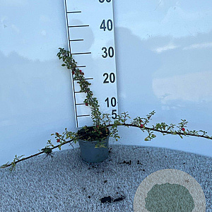 Cotoneaster radicans 'Eichholz' 30-40 cm C1.3