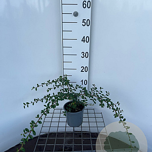 Cotoneaster suec. 'Coral Beauty' 40-50 cm C1.3