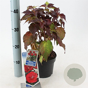 Hibiscus m. Carousel Geant Red 25-35 cm 2,0L