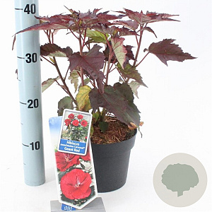 Hibiscus m. Carousel Geant Red 25-35 cm 2,0L