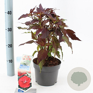 Hibiscus m. Carousel Geant Red 25-35 cm 2,0L