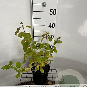 Cornus sang. 'Midwinter Fire' 30-40 cm 2,0L