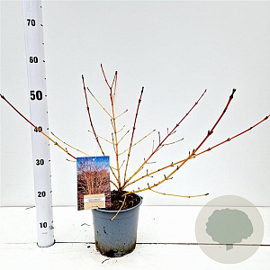 Cornus sang. 'Winter Beauty' 30-40 cm 2,0L