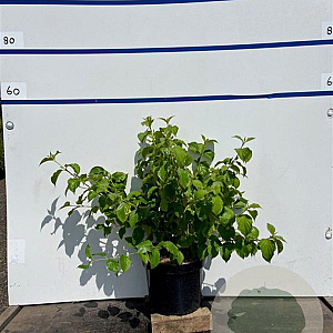 Cornus sang. 'Winter Beauty' 80-100 cm 7,5L