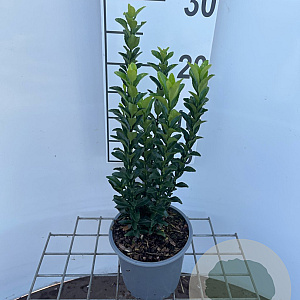 Euonymus jap. 'Green Spire' 25-30 cm C1.3