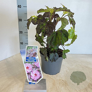 Hibiscus m. Carousel Pink Candy 30-40 cm 2,0L