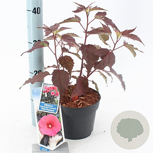 Hibiscus m. Carousel Pink Passion 30-40 cm 2,0L