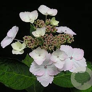 Hydrangea macrophylla 'White Wave' 20-25 cm 2,0L